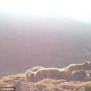 ‘아기 백두산호랑이’ 4마리 러시아서 포착…“극히 보기 드물어” 이미지