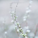 수선화꽃집