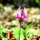 들꽃편지 이미지