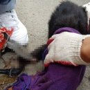 고양이 기숙사 이미지