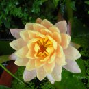 대산초등학교 이미지