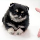 정퍼피클럽 이미지