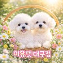 김천연합동물병원 | 김천토이푸들분양 제대로 고르는 방법｜분양 후 관리까지 이어지는 미유펫 대구점