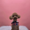 그루머공간 이미지