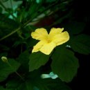 여주-0008 이미지