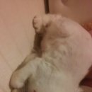 아이엠캣 이미지