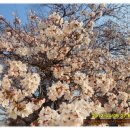 벚꽃개화(2012.4.5 아침)--순천대학교 산학협력단앞 이미지