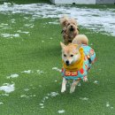 멍린이집 이미지