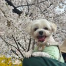 주성초교 | 청주 무심천 벚꽃길 다녀온 후기, 개화 상황과 주차 정보 정리