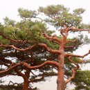 소나무숲 이미지