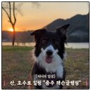 잭슨바비큐 | 【충북 충주】애견동반 자연 속 잭슨글램핑 운치·감성 파크뷰 후기