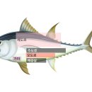 오도로참치 이미지