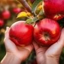 아침 공복에 먹으면 최고 좋은, 꼭 먹어야 할 과일 5가지. 이미지