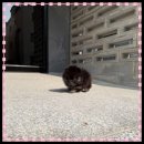 꼬리치는강아지 이미지