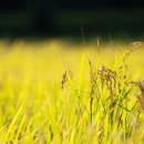 풍년농약종묘사 이미지