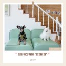 경상북도 청도교육지원청 | [경북/청도]대구 근교 야외운동장 애견카페 피피비피