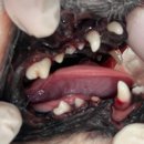 포곡동물병원 이미지