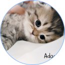 아담스펫 강아지분양 고양이분양 일산점 이미지