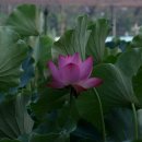 개화농장 이미지