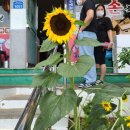 수타손짜장 이미지