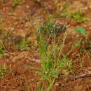 곡정초등학교 이미지