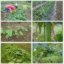 삼부자농장 이미지