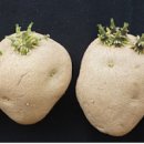 감자심는시기 키우기 재배 방법 총정리 씨감자, 모종, 순치기, 수확시기, 싹난 감자심기, 심는방법, 추비(웃거름) 이미지