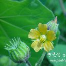 최*옥 - 안양시 만안구 병목안로110번길 | 최*옥