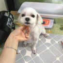 말티스토리 이미지