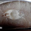 전통돔베기 이미지