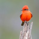 Vermilion flycatcher 이미지