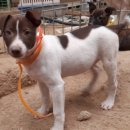 똥강아지 이미지