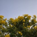 교촌치킨 고색점 이미지