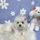 (단기)반려동물미용사(자격증) 이미지