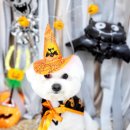 도꾸살롱 이미지