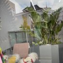 댕댕이 이쁘개 이미지