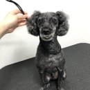 THE 빛나개 이미지