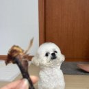 에이프릴펫 이미지