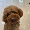 구독(GOODOG)