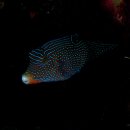 Puffer Fish - Papuan Toby 이미지