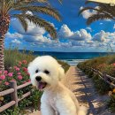 털이몽땅 이미지