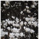 세븐일레븐 아산염치송곡점 이미지