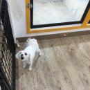 큐리애견 이미지