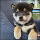 강아지마을 이미지