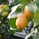 달콤달달 | 상큼하면서 달콤한 레몬수, 달달하지 제주레몬 후기