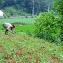 김영자농장 이미지