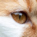 고양이눈 이미지