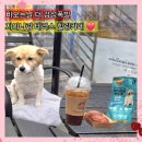 쁘띠멍 | 건대 메종드쁘띠푸르 커먼그라운드점 비오는날 테라스석 상하이버터떡 애견동반 카페 내돈내산