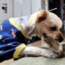 무주읍250 | 강아지건조간식 견문이불여일견 애견수제간식 내돈내산 재주문