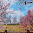 제17회 청주예술제 | 청주 예술제 푸드트럭 무심천 벚꽃 축제 충북 벚꽃 명소 가볼 만한 곳